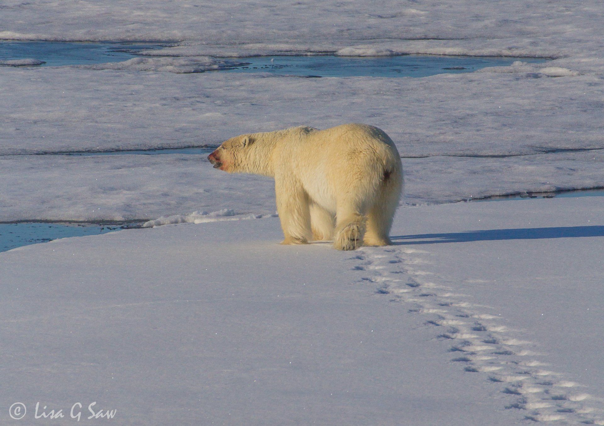 Polar Bear walking away leaving footprints in the sea ice