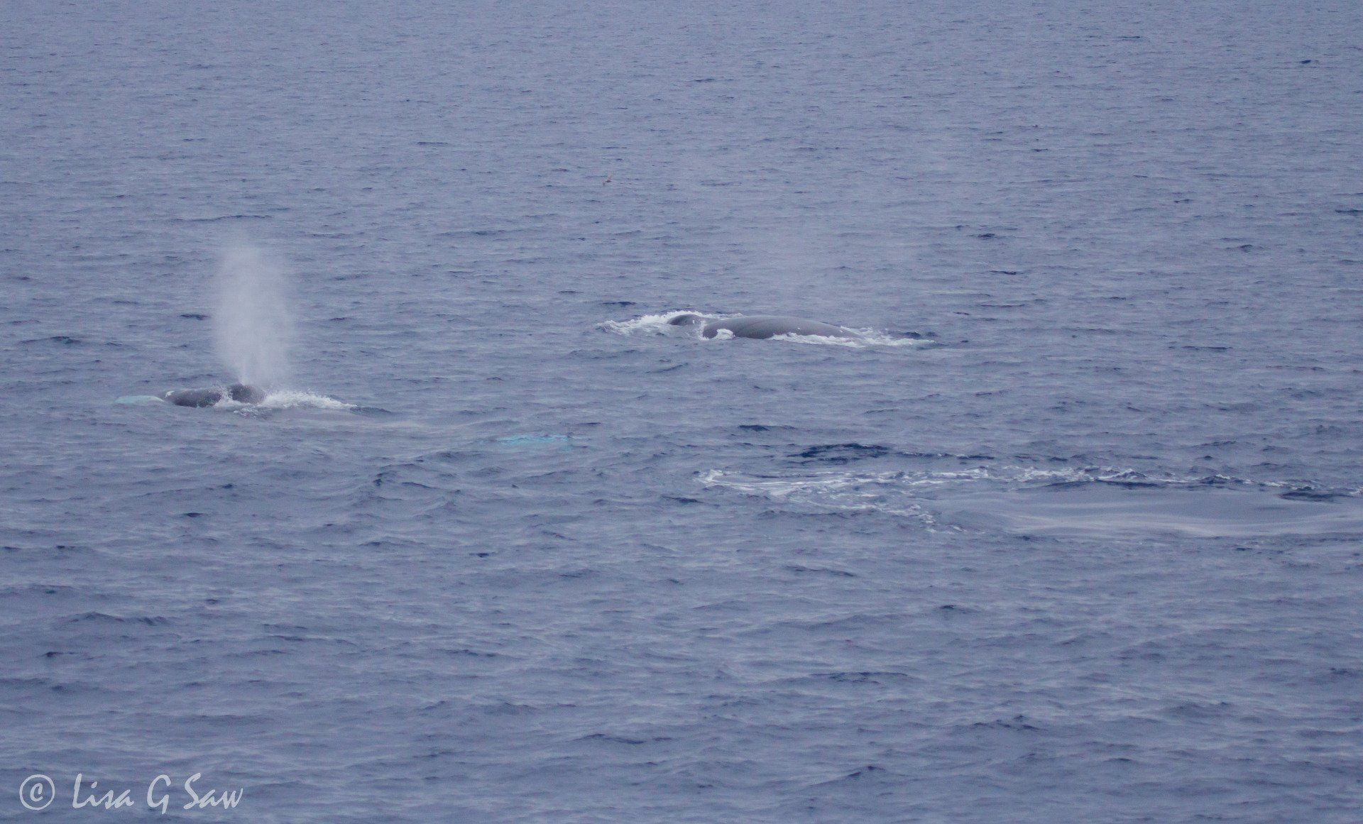 Two Bowhead Whales surfacing alongside each other