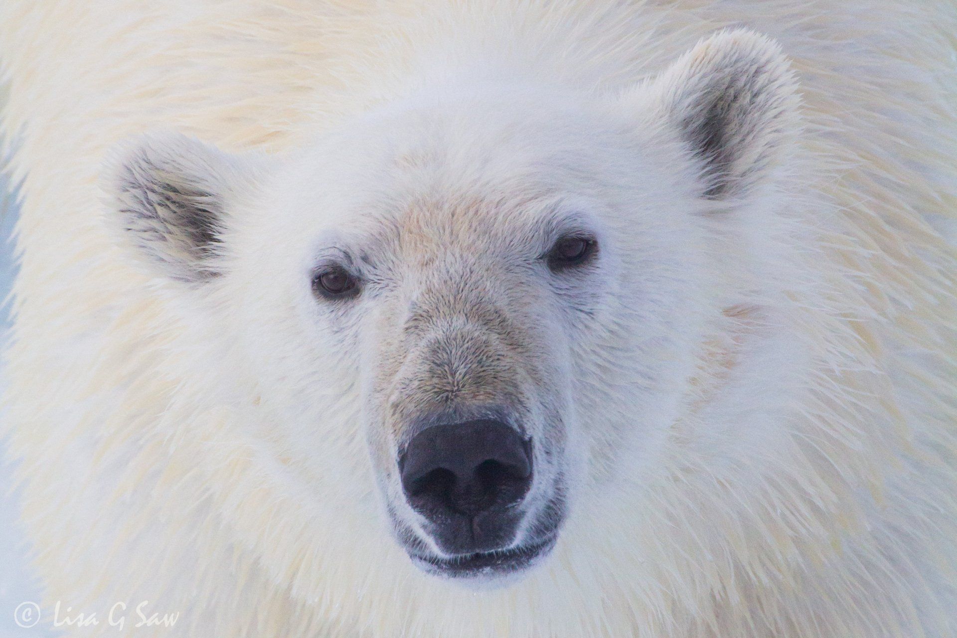 Close up of Polar Bear face