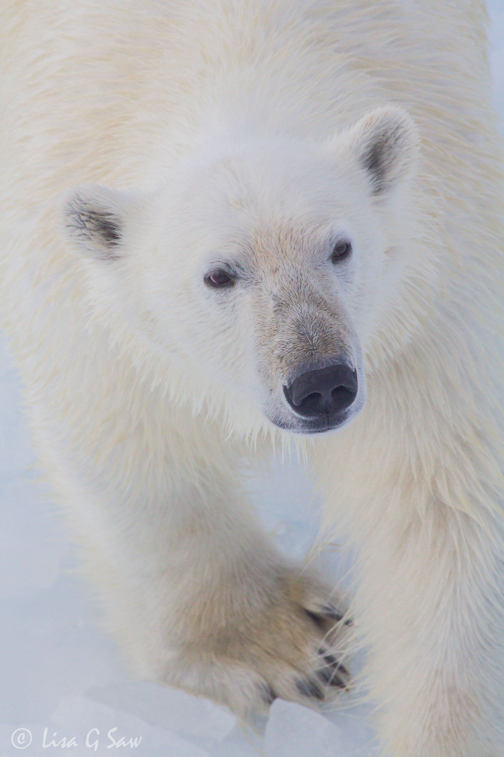 Close up Polar Bear face and front paw
