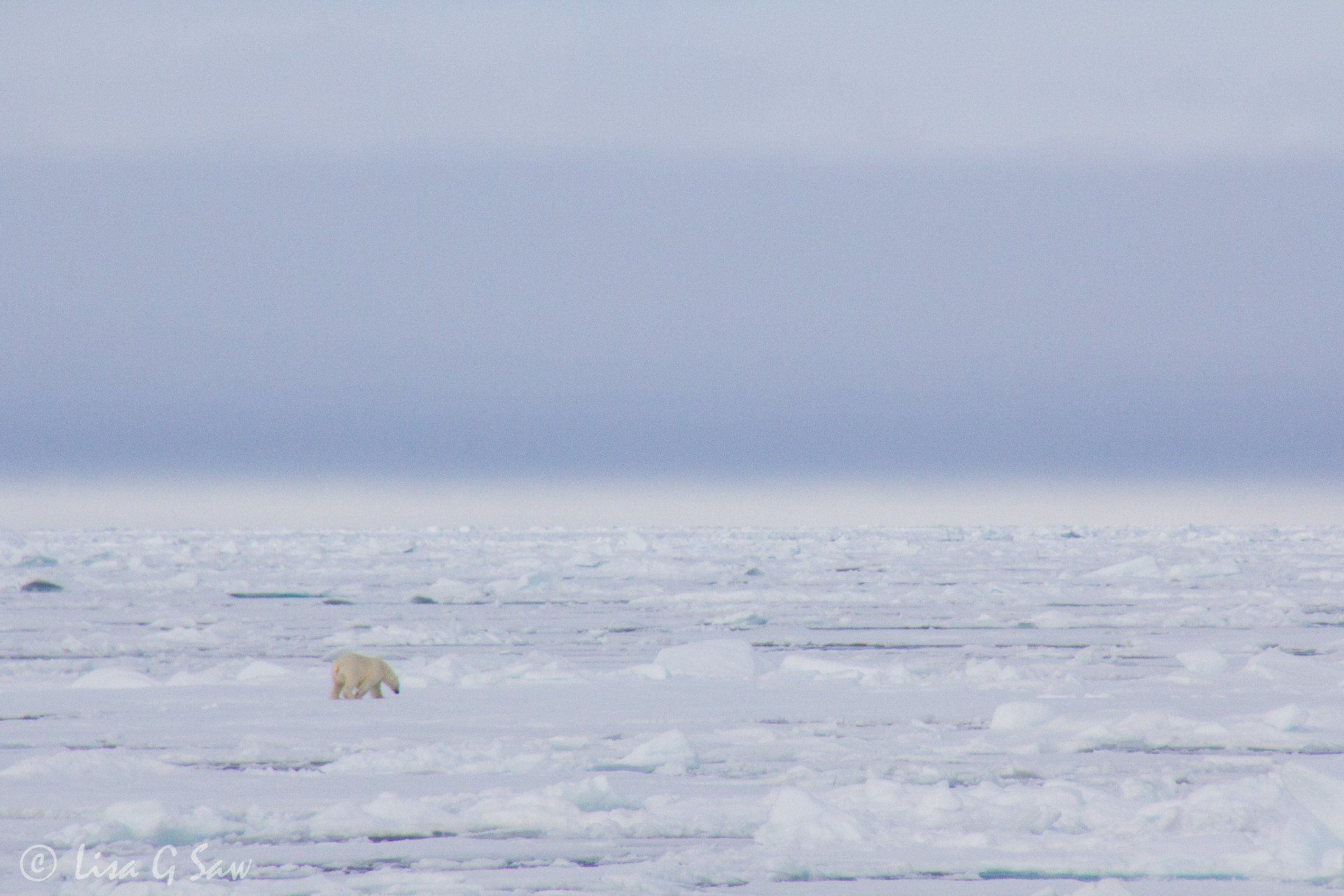 Polar Bear walking on the Arctic sea ice