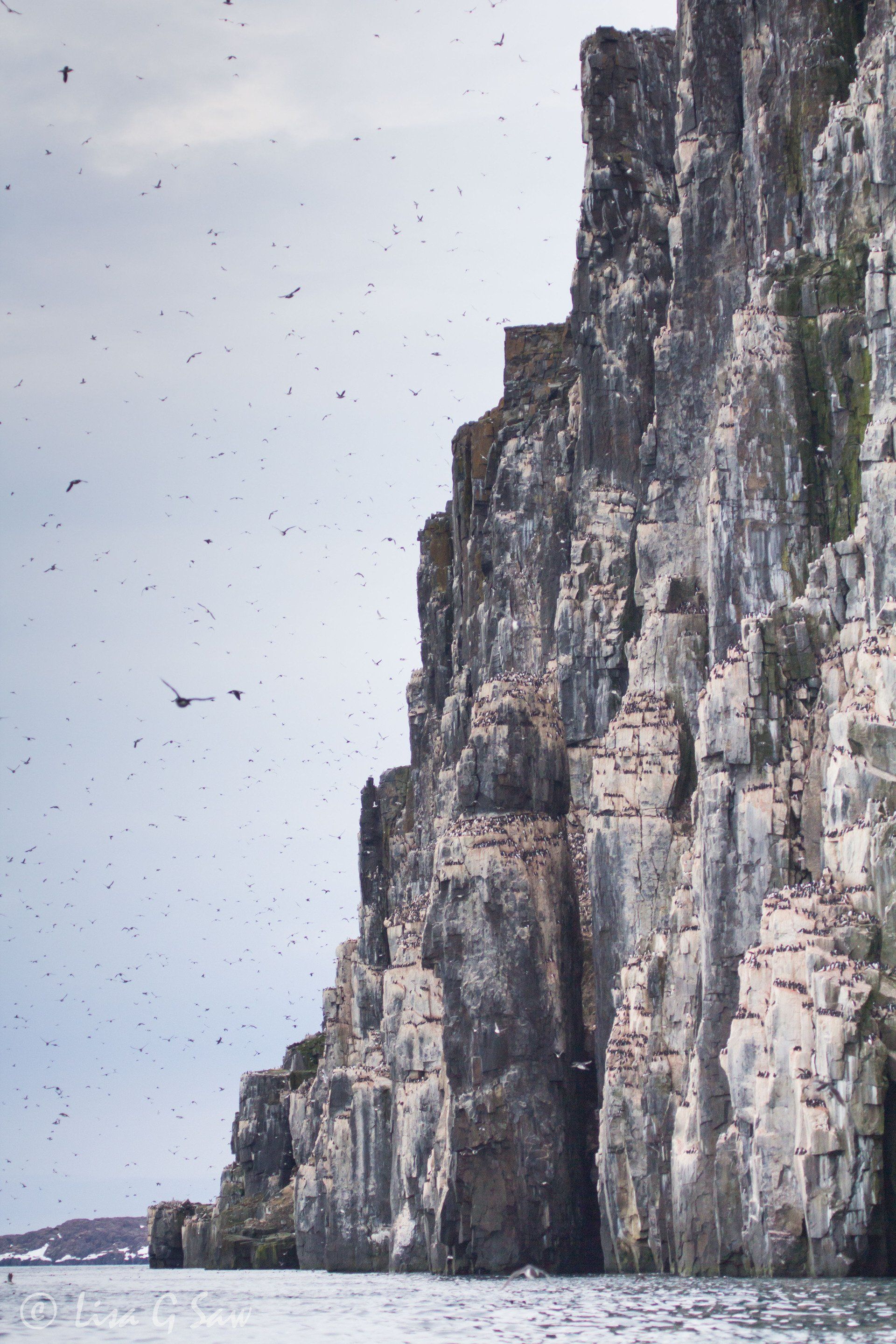 Millions of seabirds flying and nesting at Alkefjellet