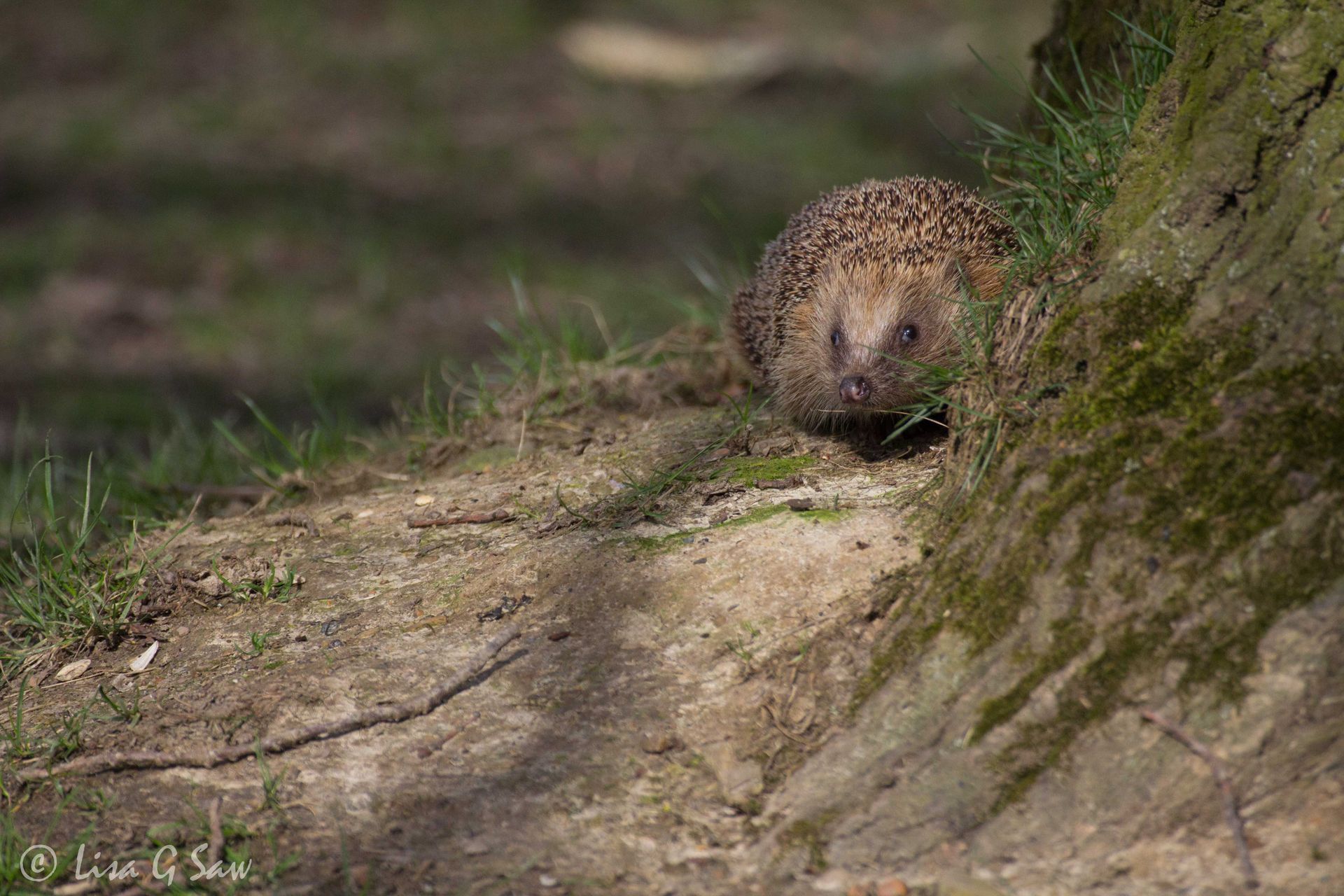 Hedgehog at base of tree at British Wildlife Centre