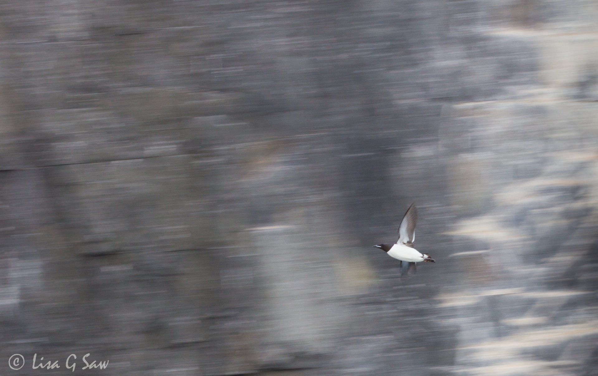 Slow pan of a Guillimot flying past Alkefjellet cliffs