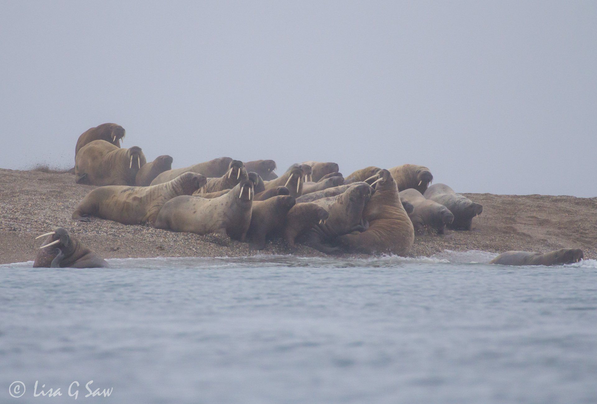 Walrus stampede at the beach