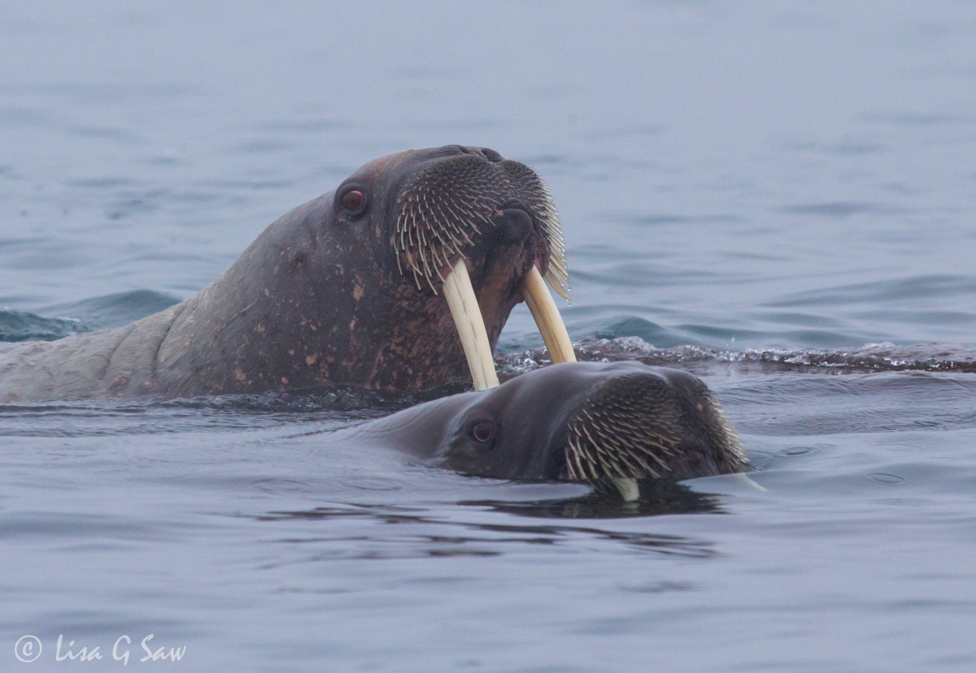 Two Walrus, looks like one's impaling other with its tusks