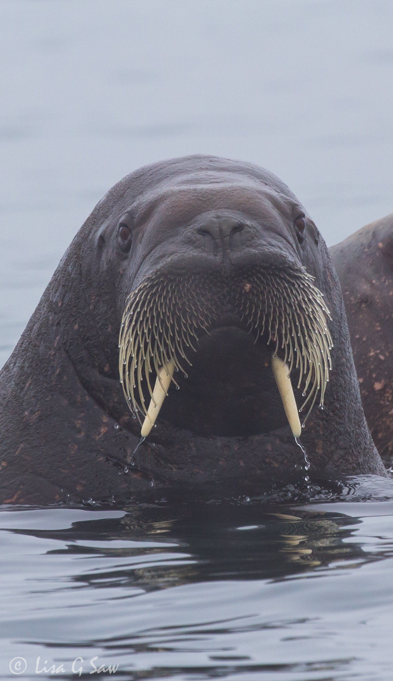 Close up of Walrus with water dripping off its tusks and whiskers