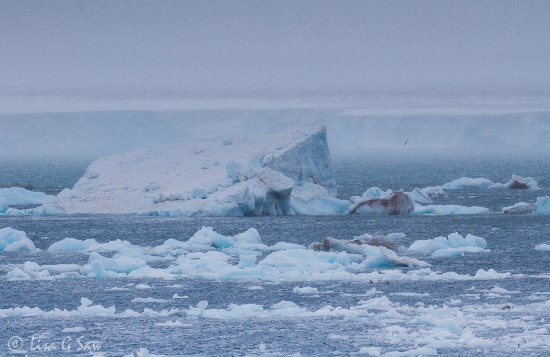 Icebergs from Nordaustlandet Ice shelf and seabird flying