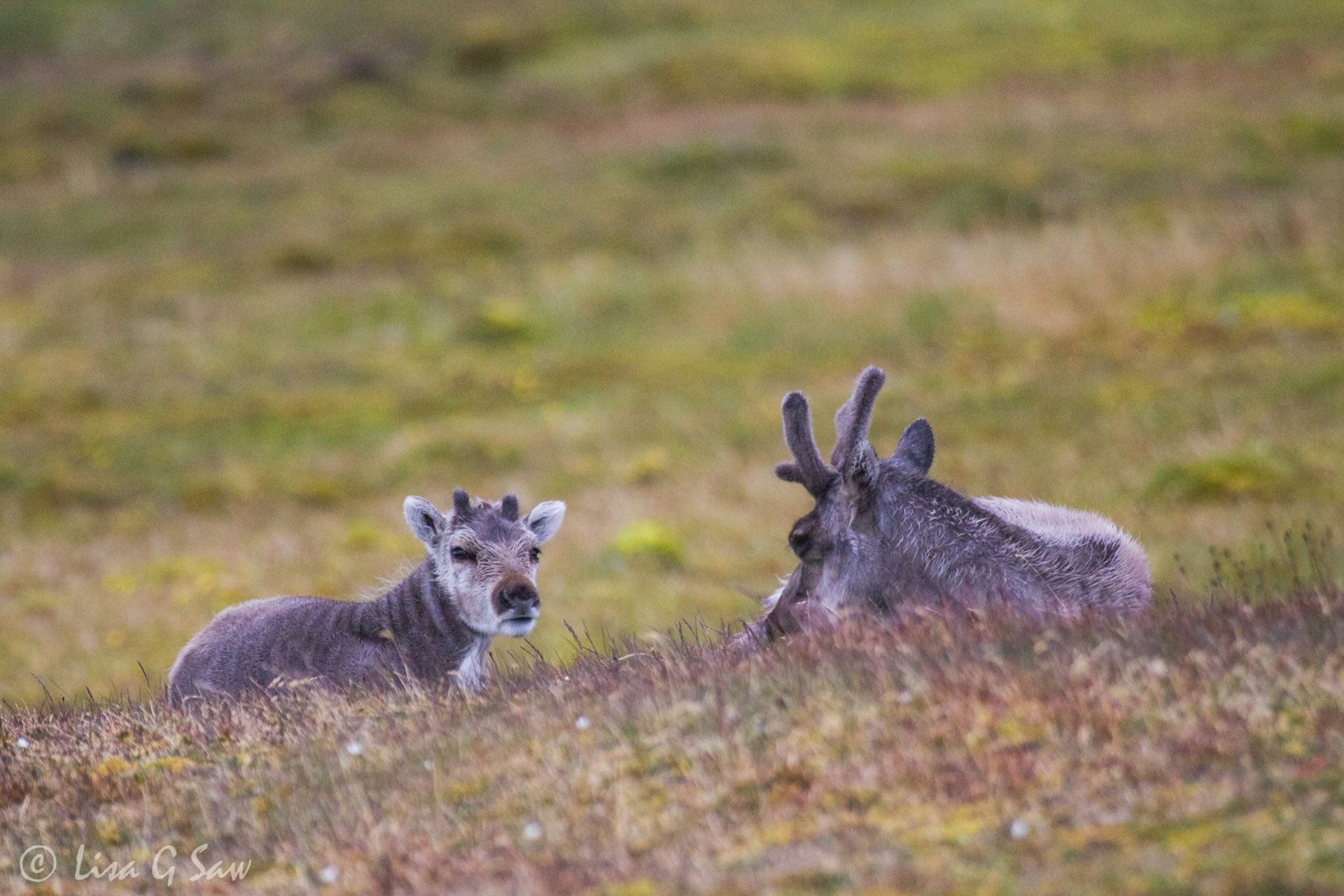 Two Reindeer lying on ground, juvenile with adult