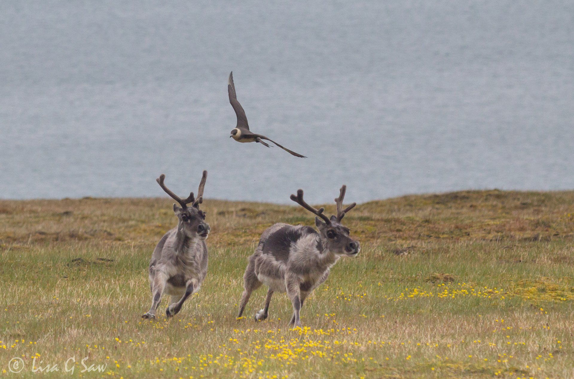 Arctic Skua scaring off two adult Reindeer on Svalbard