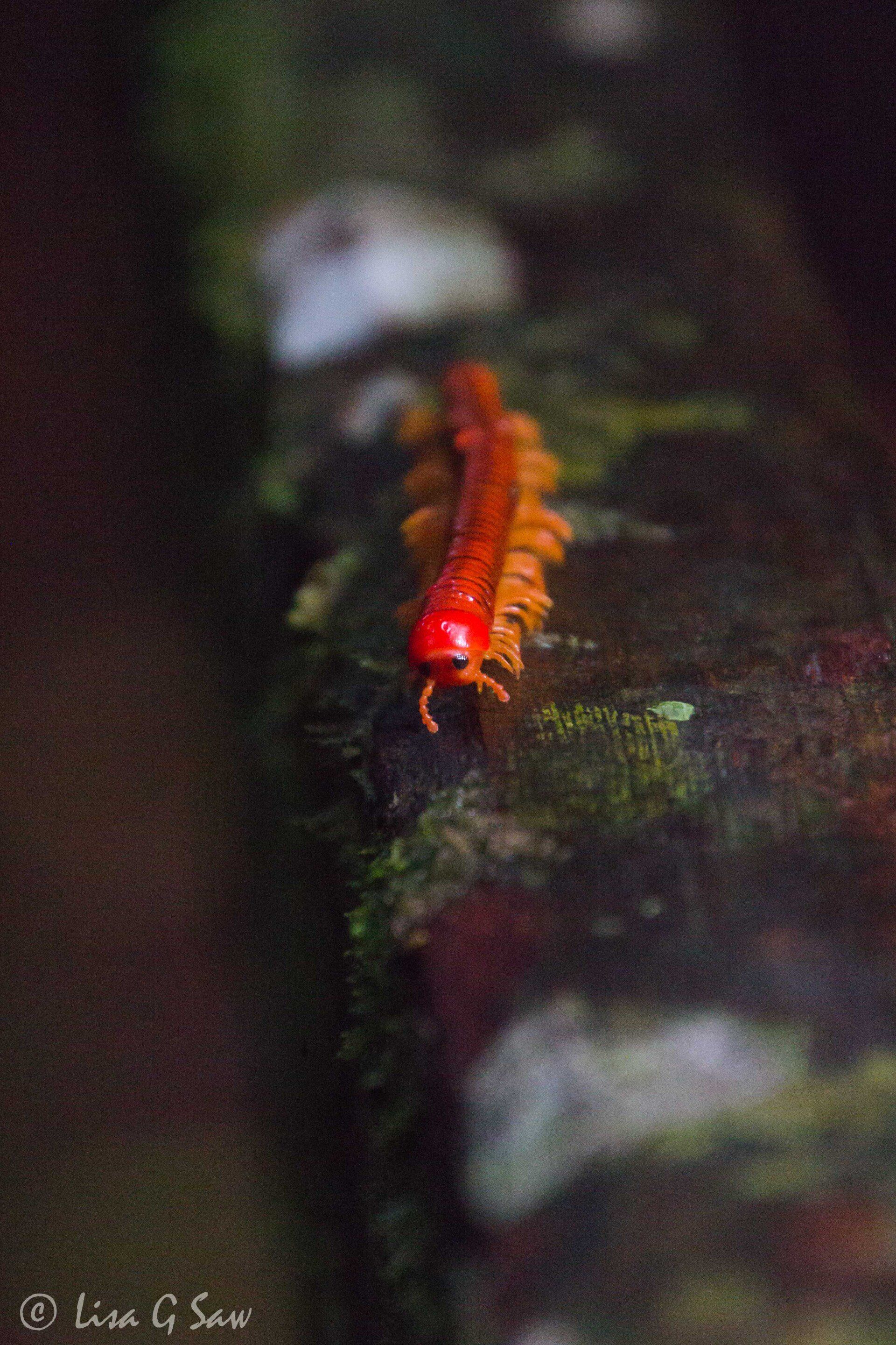 Red millipede on hand rail in Gunung Mulu National Park