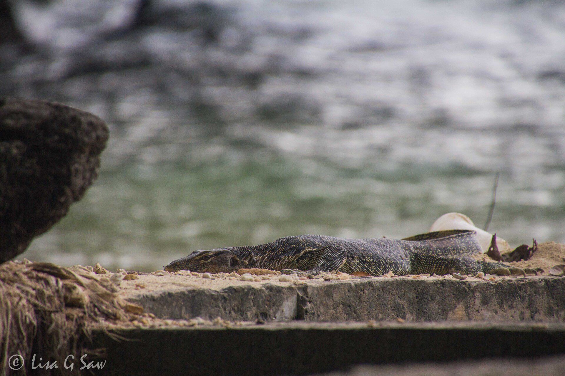 Large monitor lizard on beach, Manukan Island