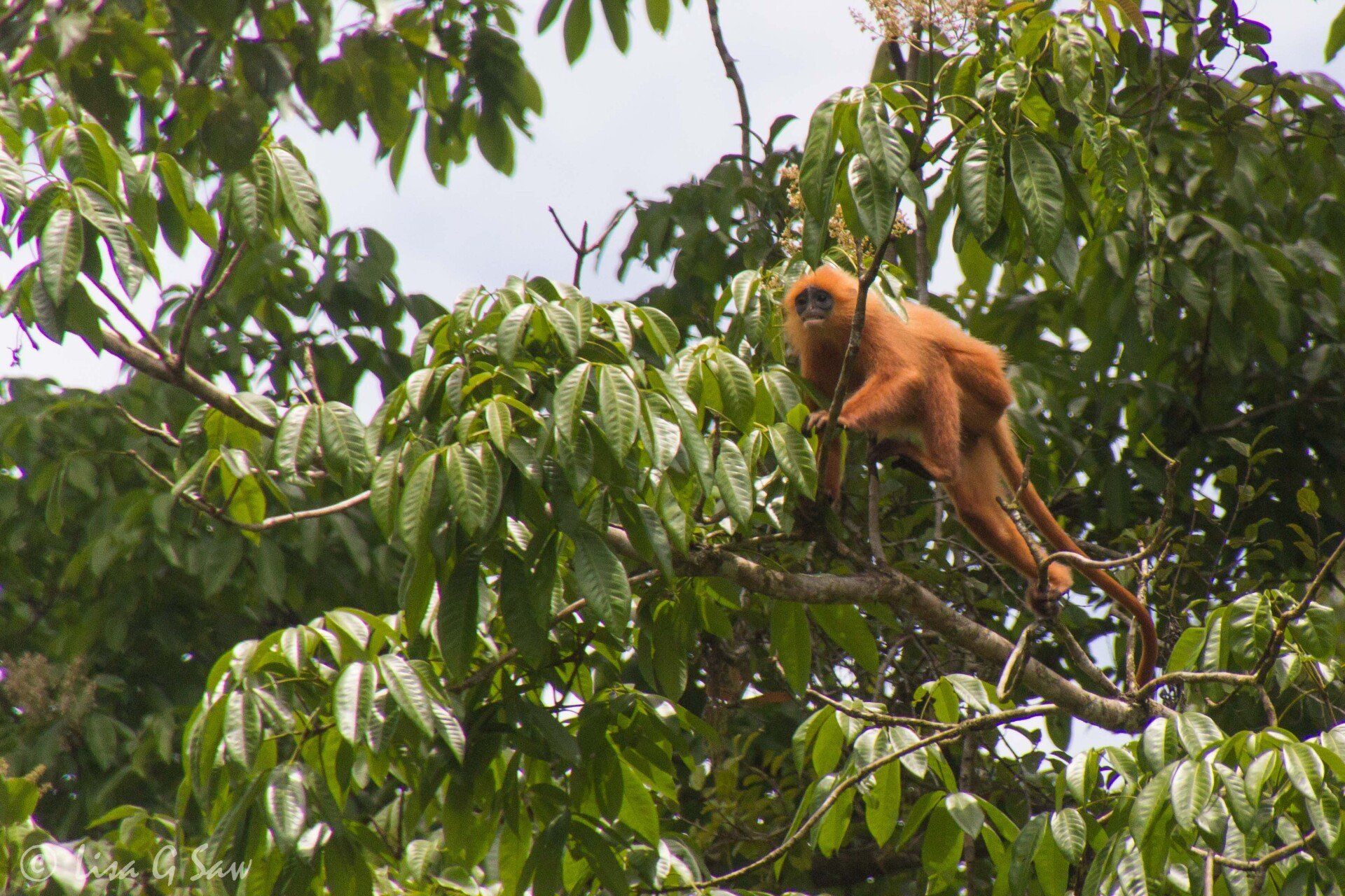 Red Leaf Monkey in tree tops in Danum Valley