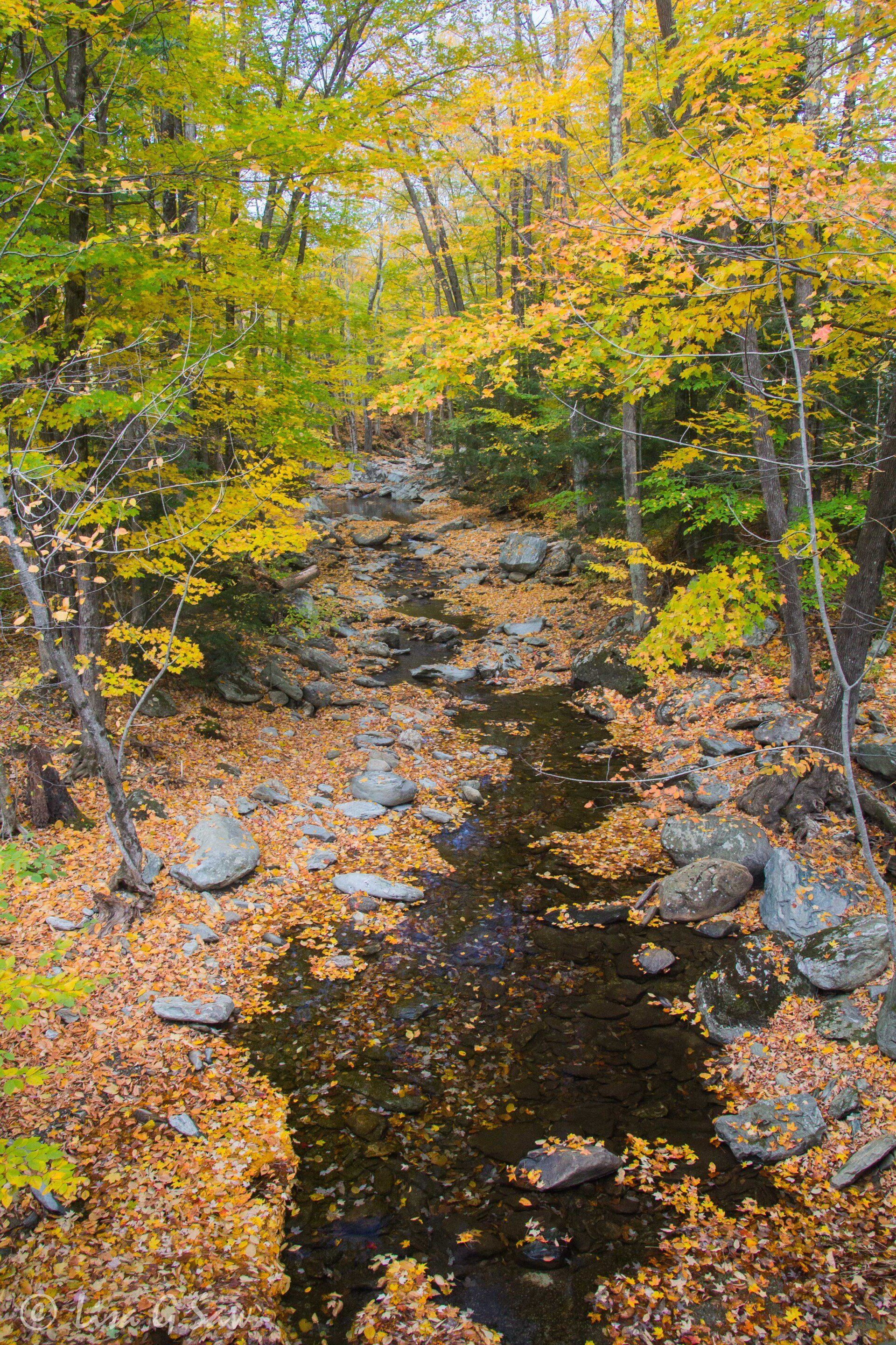 Golden leaves alongside stream in Vermont