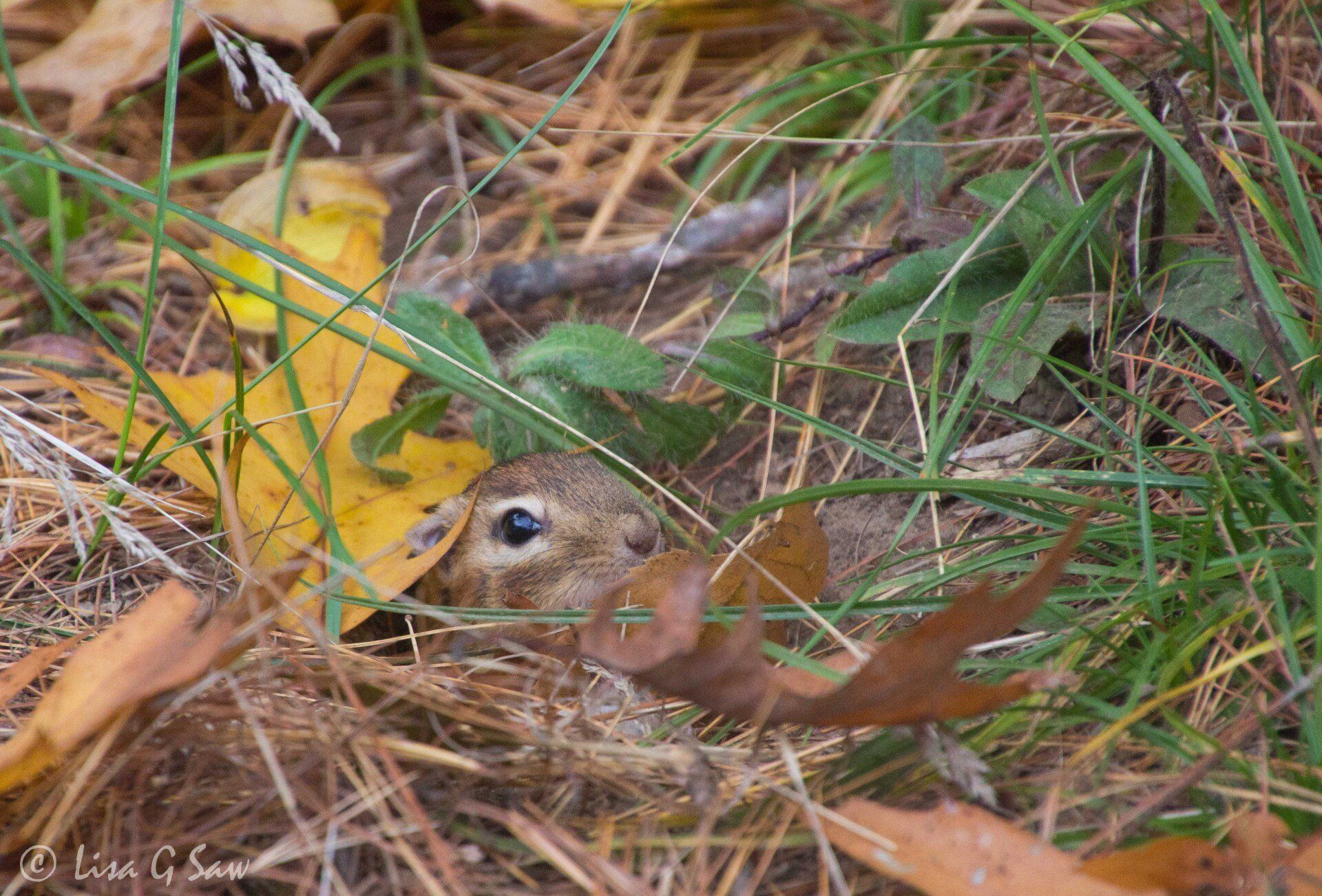 Chipmunk peaking up through ground vegetation