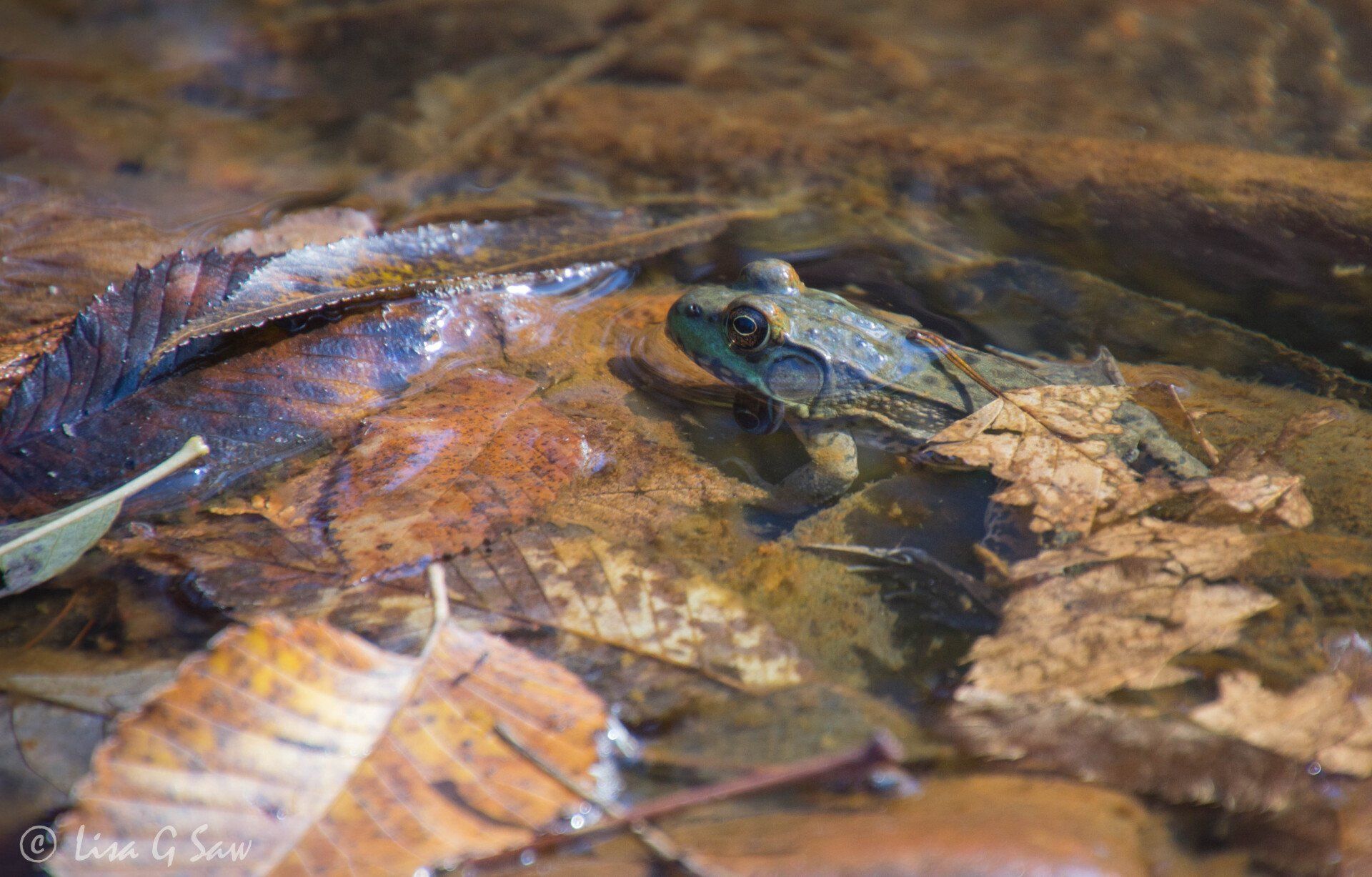 Toad in water surrounded by autumn leaves