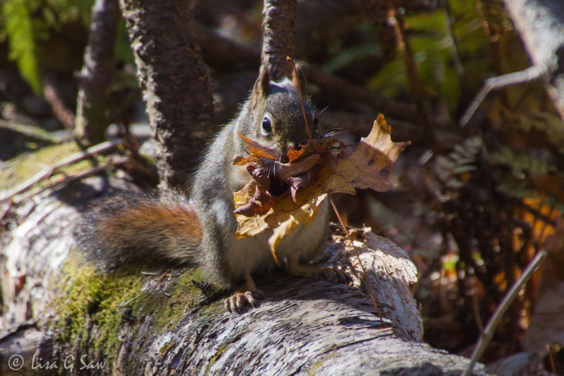 Squirrel stuffing leaves into its mouth
