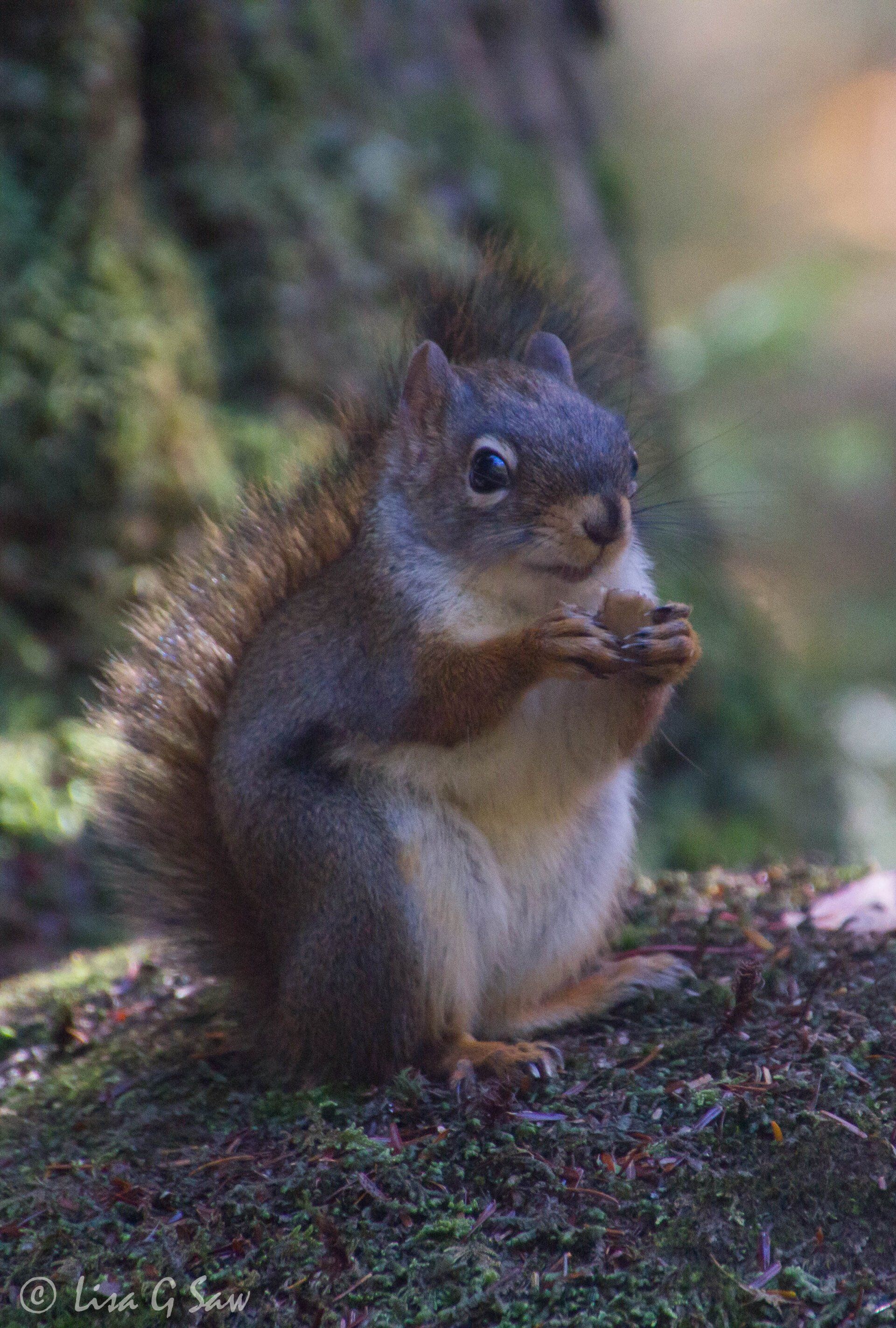 American Red Squirrel eating