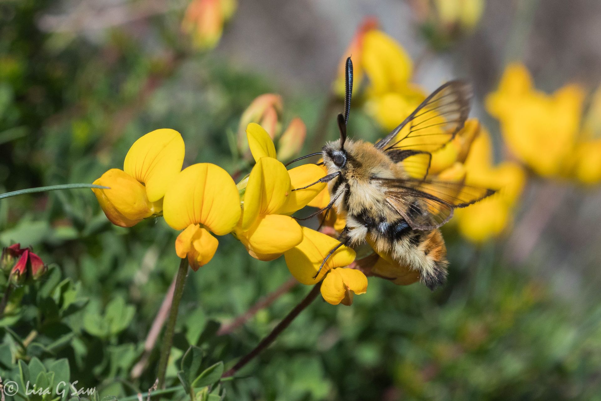 Narrow-bordered Bee Hawk-moth