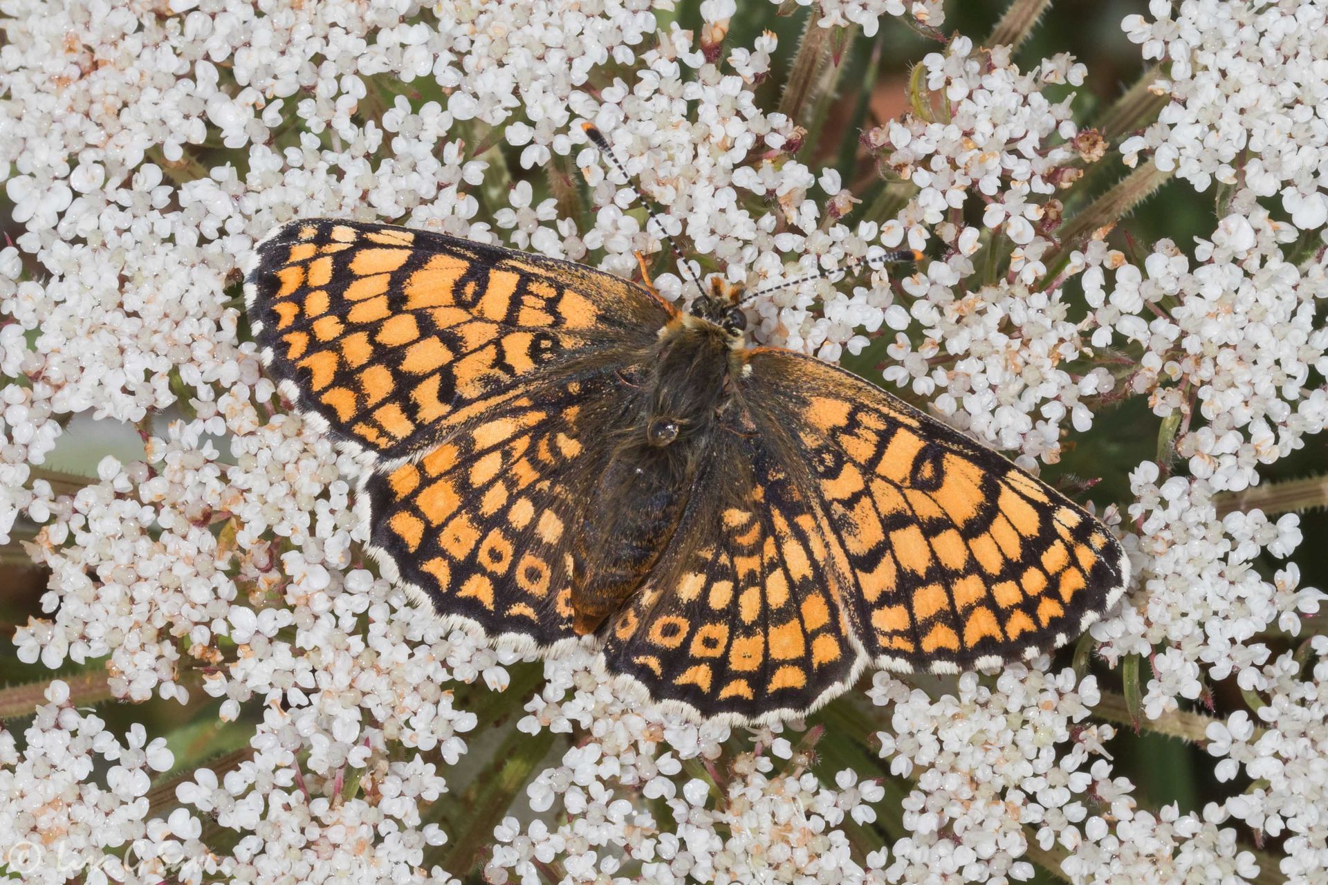 Glanville Fritillary