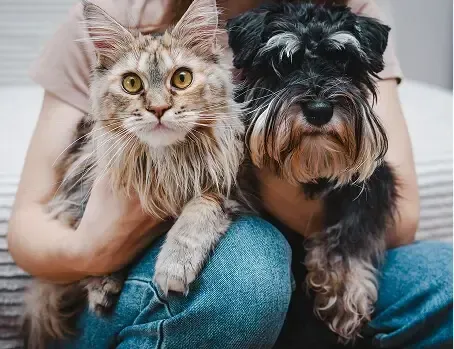 Adult Dogs & Cats
