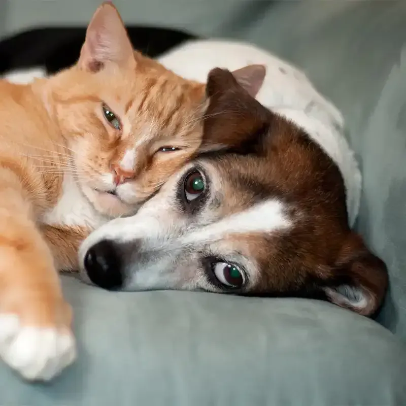 A dog and cat