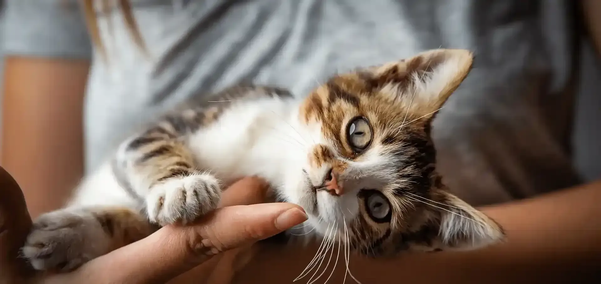A kitten being held