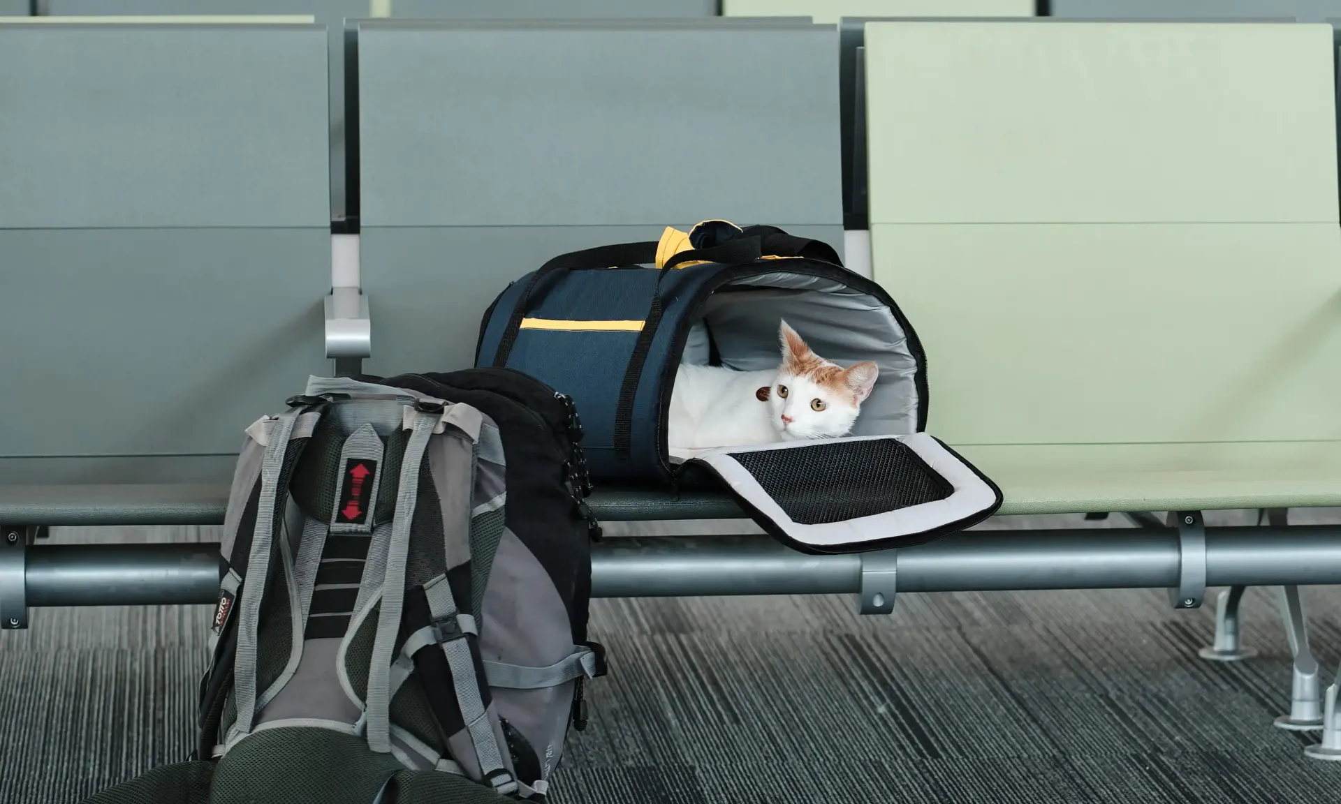 A chihuahua being examined