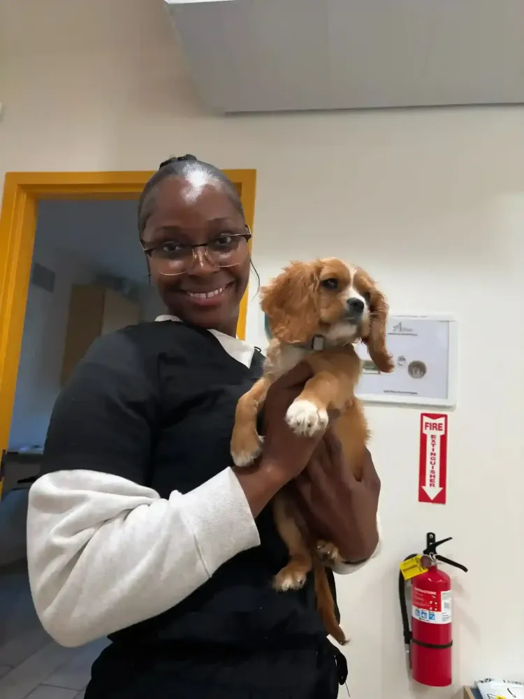 Comprehensive Services