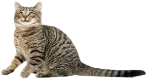 Advanced Surgical Care