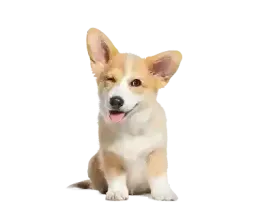 Pet Care in Los Angeles