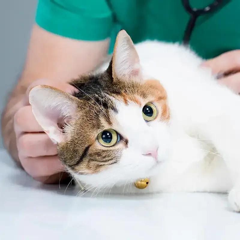 A cat being examined
