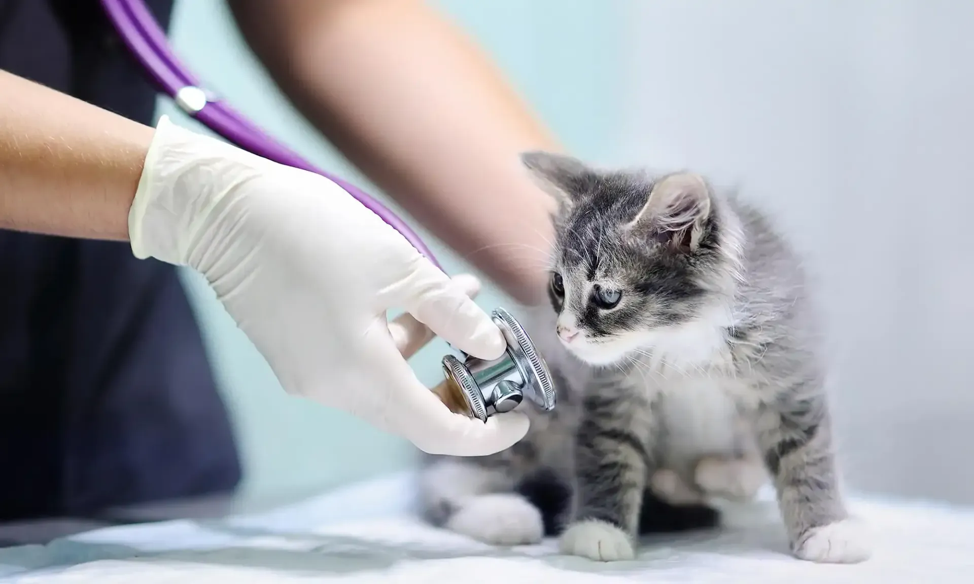 A kitten sniffing a stethoscope