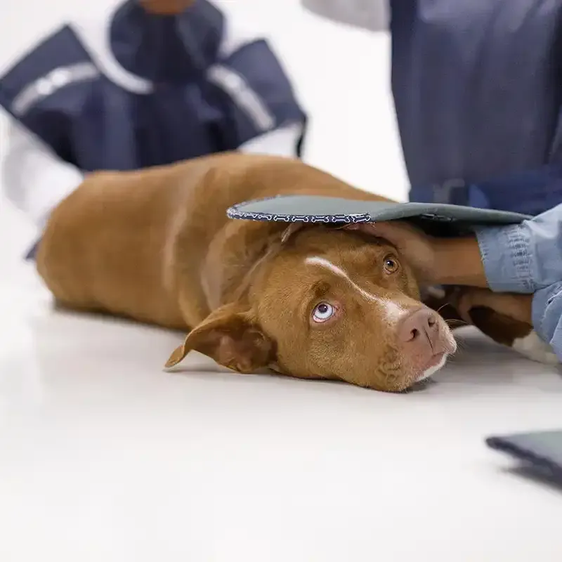 A dog being x-rayed