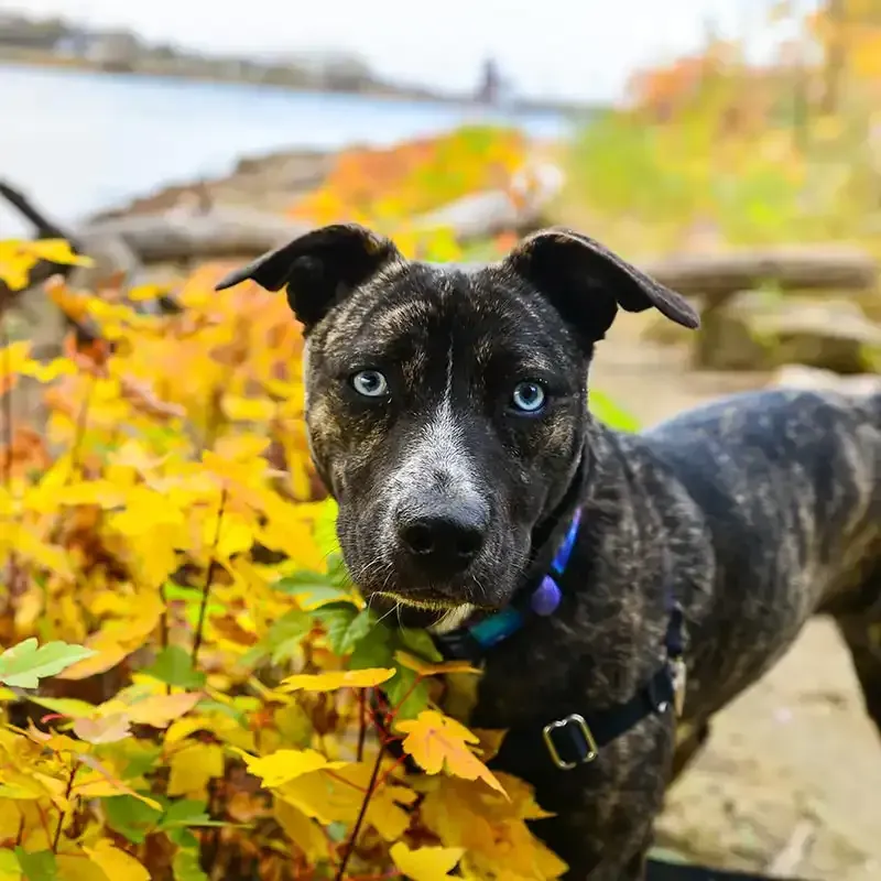 A dog near the water