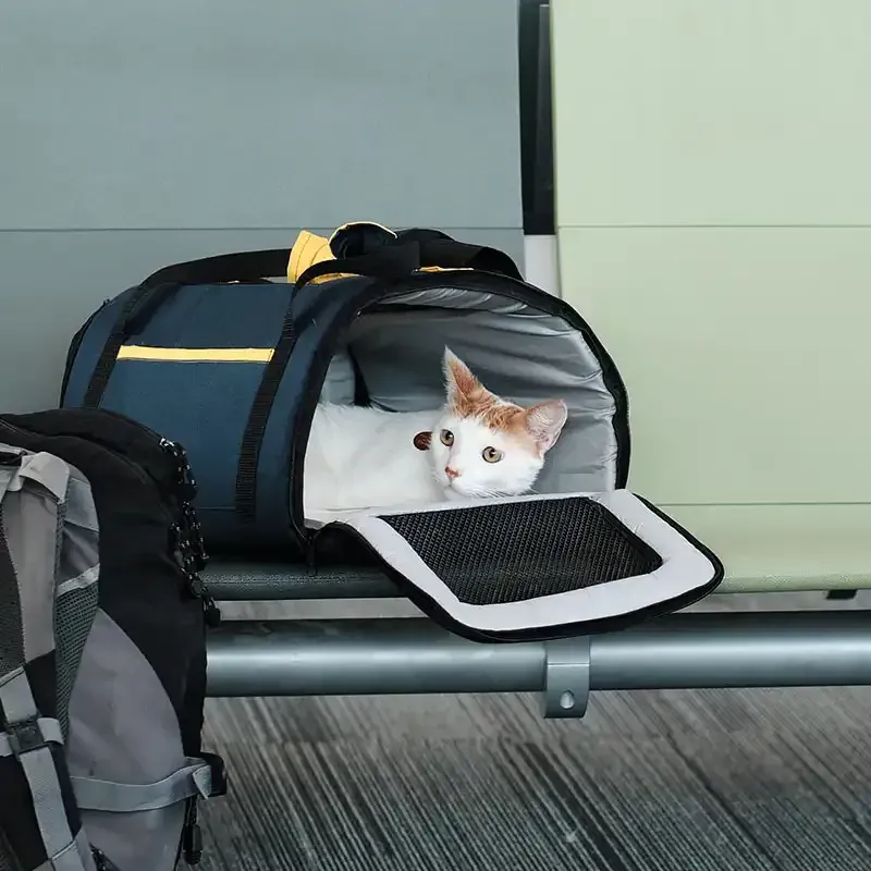 A traveling cat