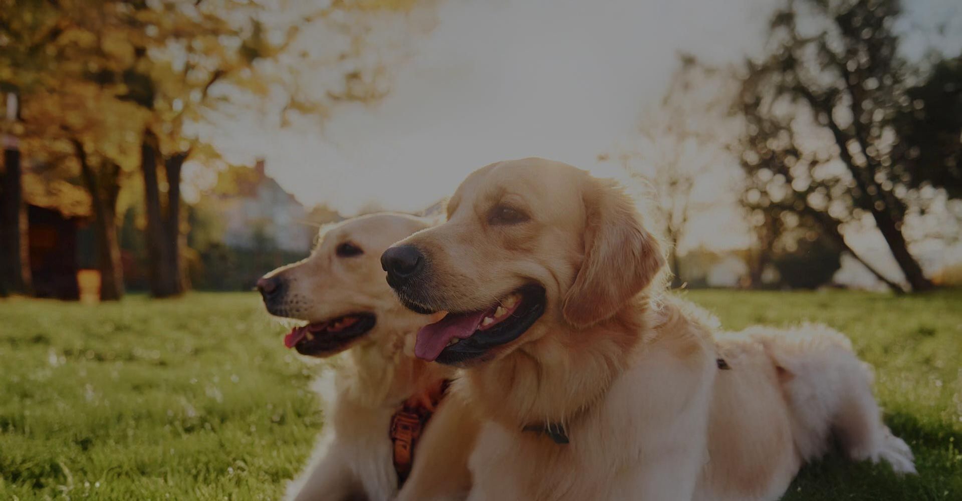 A pair of dogs outdoors
