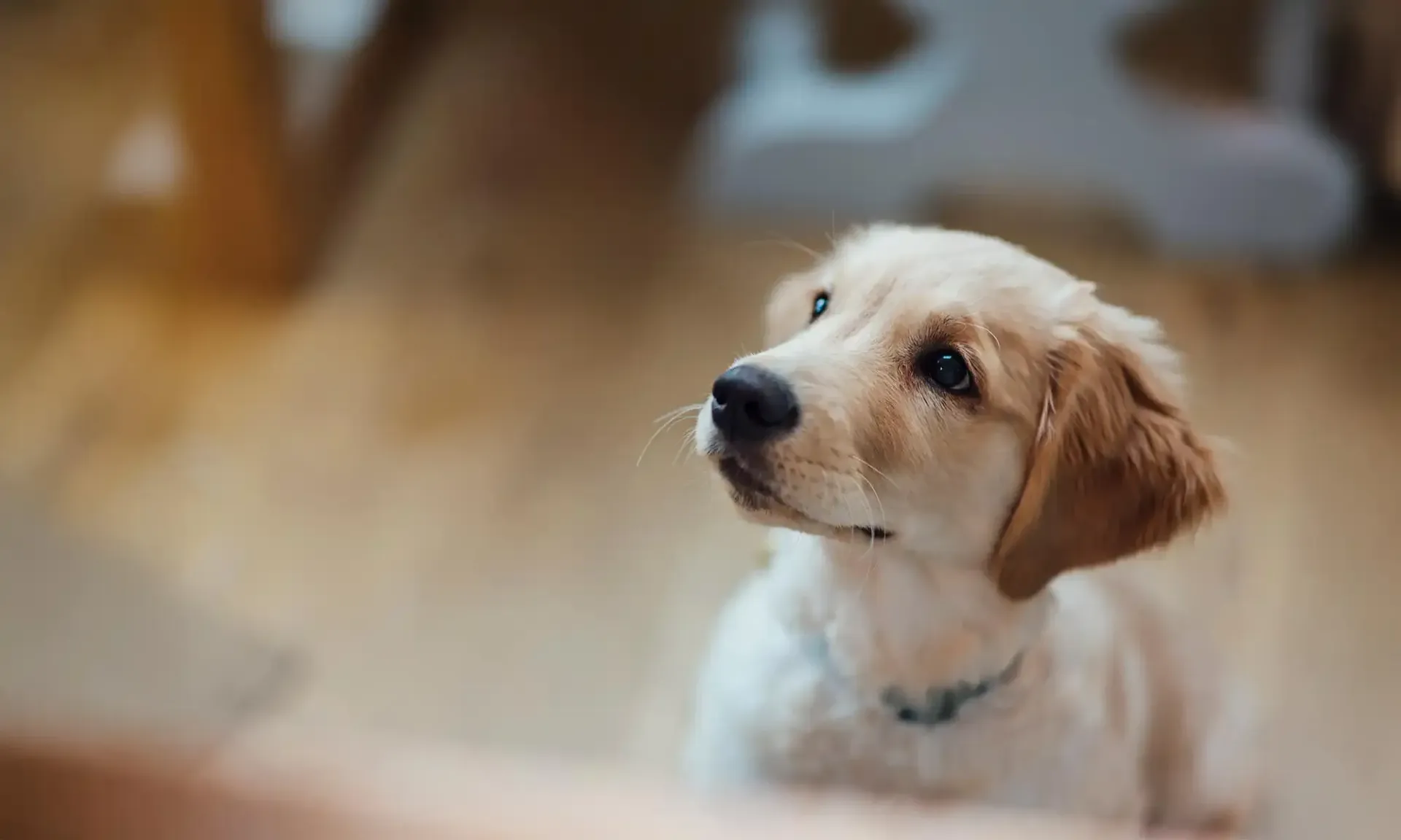 A puppy looking up