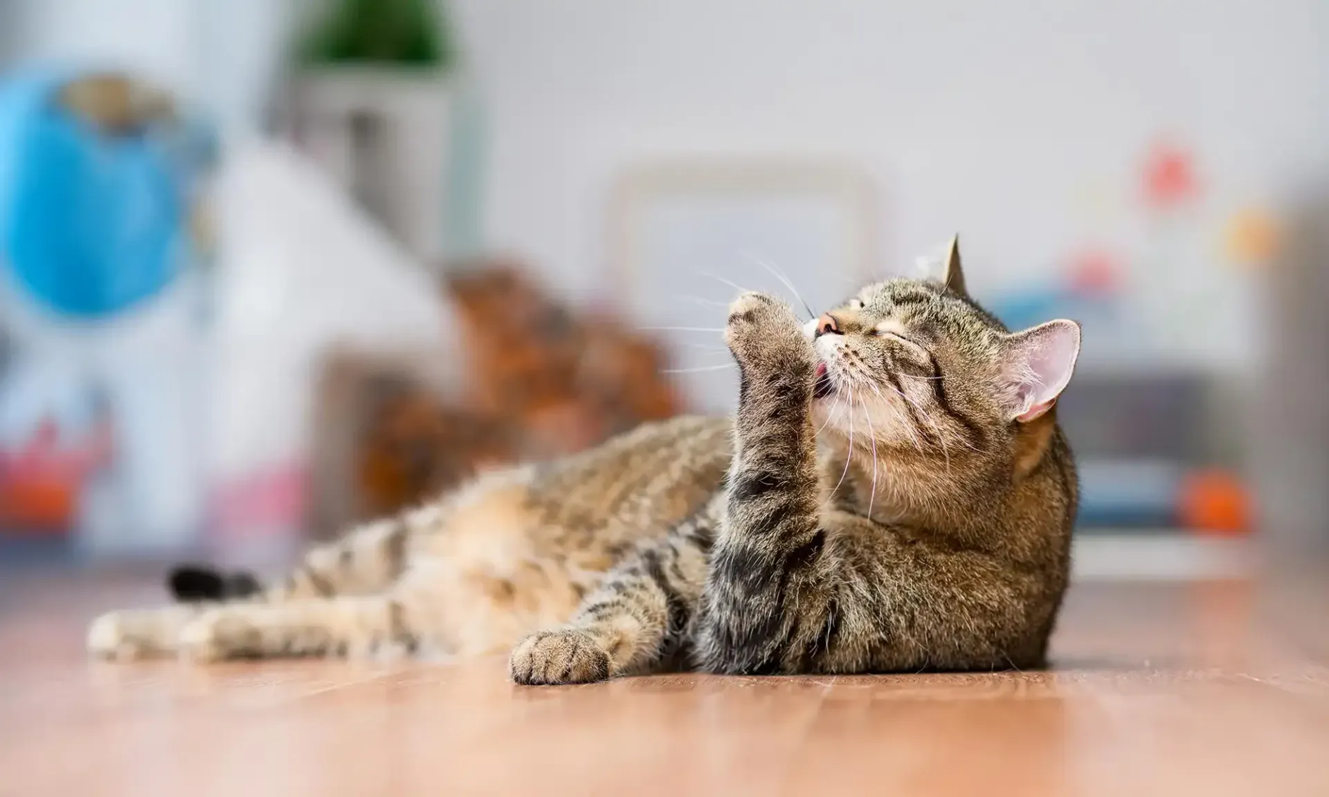 A black cat and dog on a chair outdoors