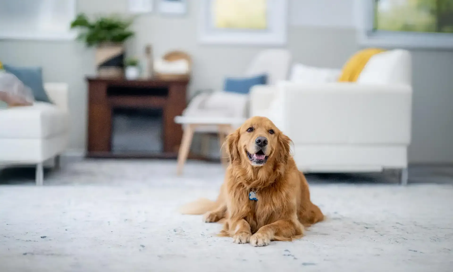 An older golden retriever