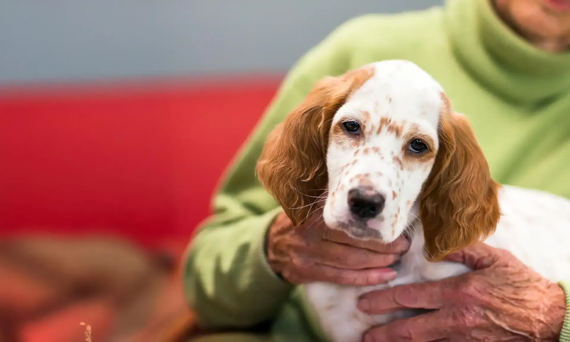 Routine Wellness Exams