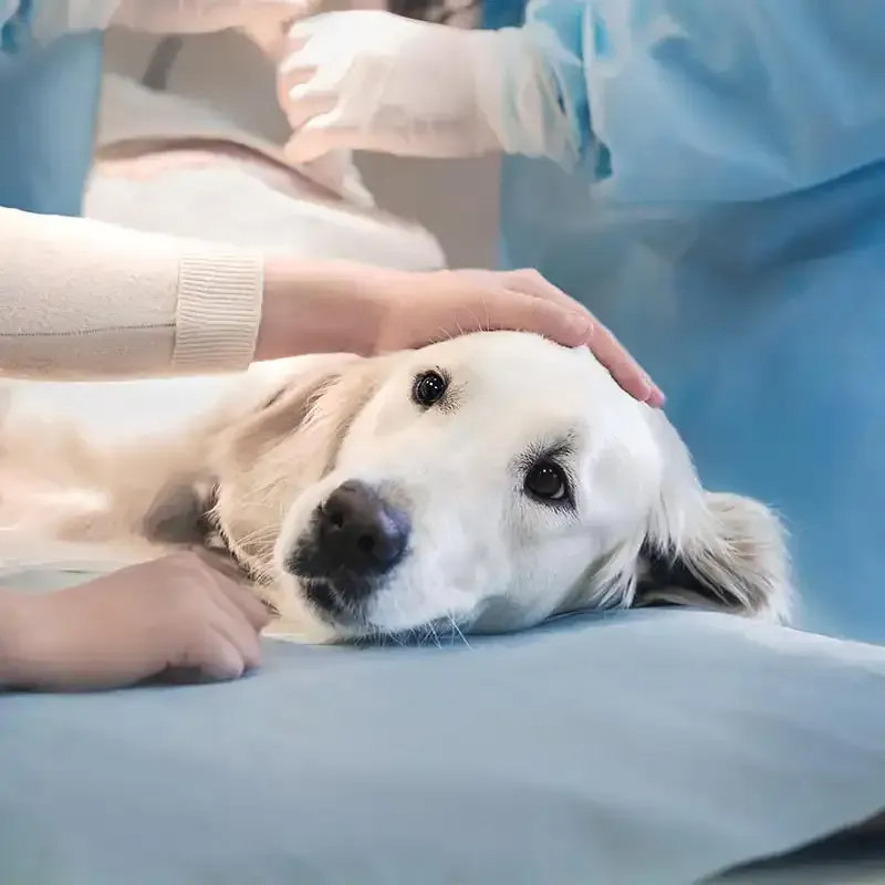 Dog being treated