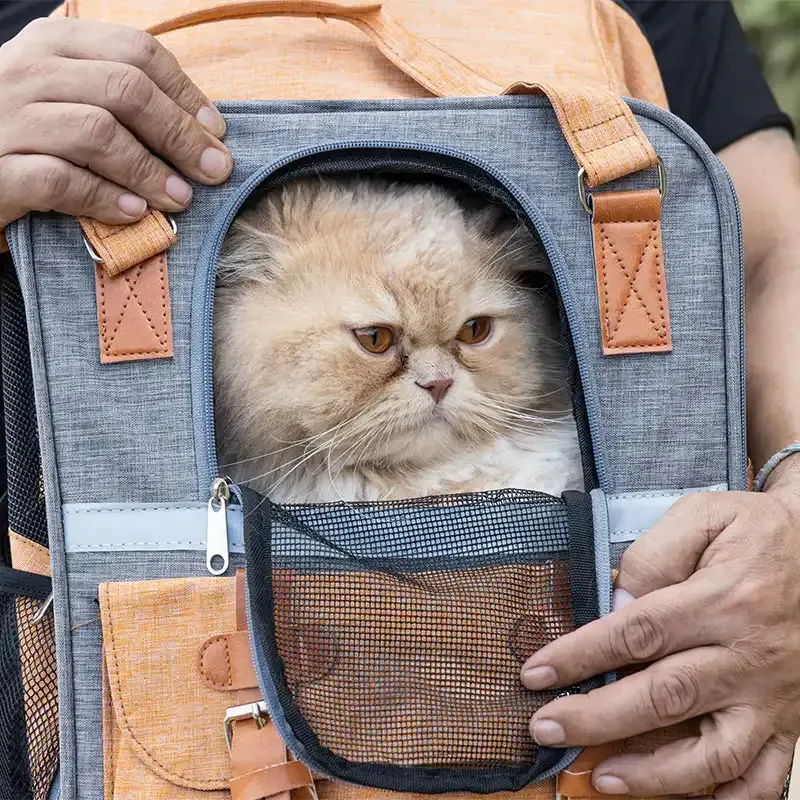 A cat in a carrier