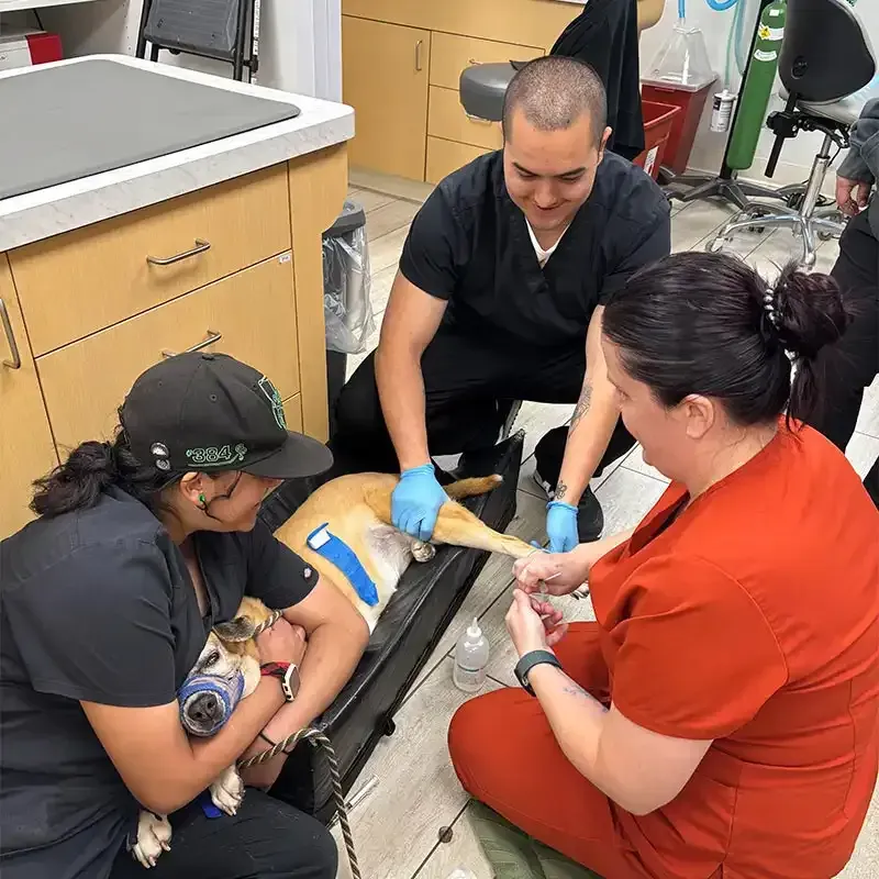 Working with an injured dog