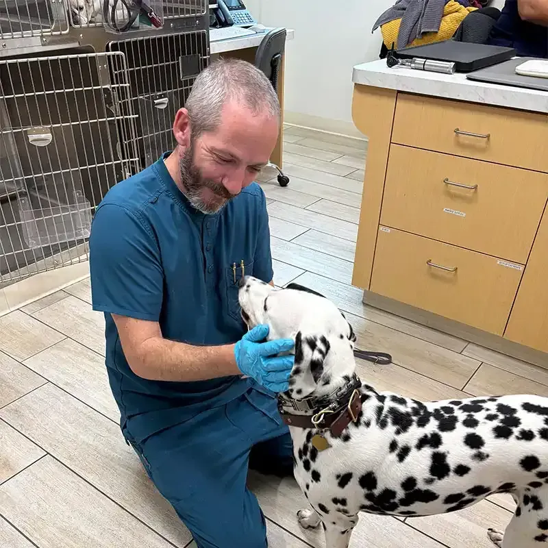 A dalmatian meeting the vet