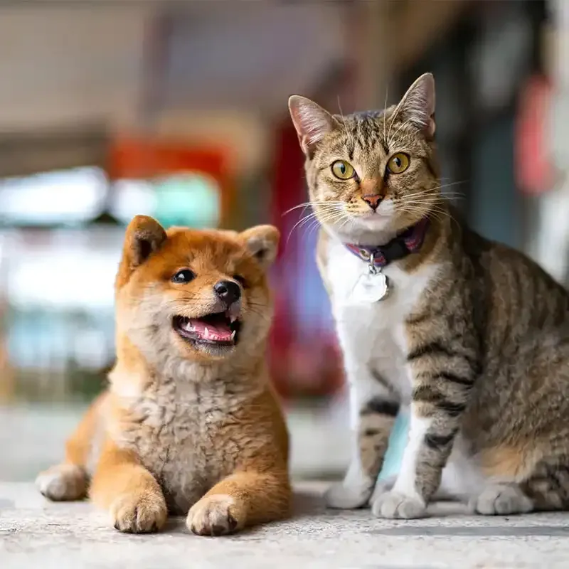 A puppy and cat