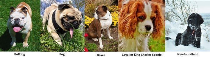 Brachycephalic dog breeds including Boxer dog