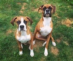 boxer-dogs-adolesent-appearance