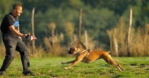 boxer-dog-running-at-trainer