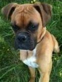 boxers for adoption near me boxers for adoption near me